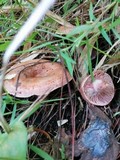 Lactarius hatsudake image