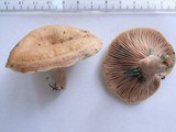 Lactarius hatsudake image