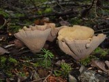Gomphus clavatus image