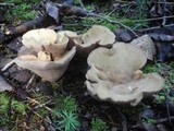 Gomphus clavatus image
