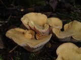 Gomphus clavatus image