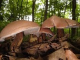 Tylopilus rubrobrunneus image