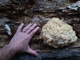 Hericium abietis image