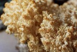 Hericium abietis image