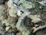 Stereum gausapatum image