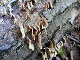 Stereum gausapatum image