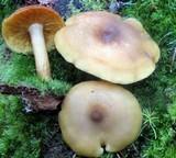 Tricholomopsis decora image