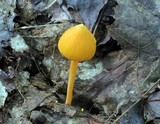 Entoloma quadratum image