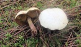 Suillus placidus image