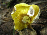 Pluteus flavofuligineus image