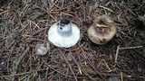 Russula sororia image