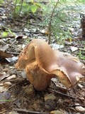Tylopilus variobrunneus image