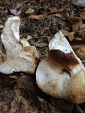 Tylopilus variobrunneus image