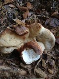 Tylopilus variobrunneus image