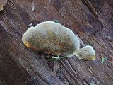Gloeophyllum sepiarium image