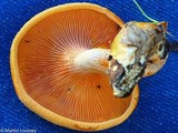 Hygrophoropsis aurantiaca image