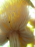 Pluteus flavofuligineus image