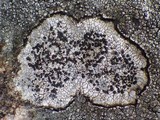 Buellia subdisciformis image