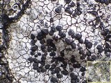 Buellia subdisciformis image