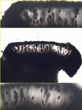Buellia subdisciformis image