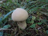 Lycoperdon excipuliforme image