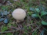 Lycoperdon excipuliforme image