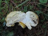 Lycoperdon excipuliforme image