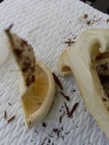 Clitocybe subconnexa image