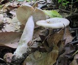 Lactarius cinereus var. cinereus image