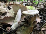 Lactarius cinereus var. cinereus image