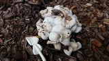 Leucocoprinus cepistipes image
