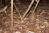 Cortinarius armillatus image