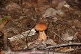 Cortinarius armillatus image