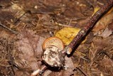 Cortinarius armillatus image