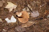 Cortinarius armillatus image