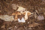 Cortinarius armillatus image