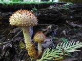 Pholiota squarrosoides image
