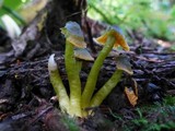 Humidicutis marginata var. olivacea image