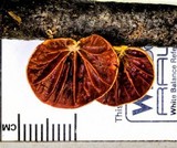 Anthracophyllum archeri image