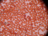 Conocybe apala image