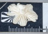 Humidicutis mavis image