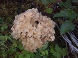 Sparassis crispa image
