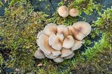 Marasmius nigrodiscus image