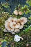 Marasmius nigrodiscus image