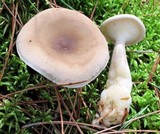 Ampulloclitocybe clavipes image