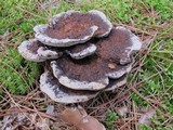 Hydnellum caeruleum image