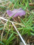 Laccaria amethystina image