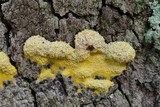Fuligo septica image