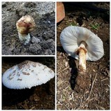 Chlorophyllum hortense image