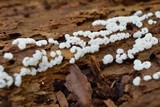 Ceratiomyxa fruticulosa var. fruticulosa image
